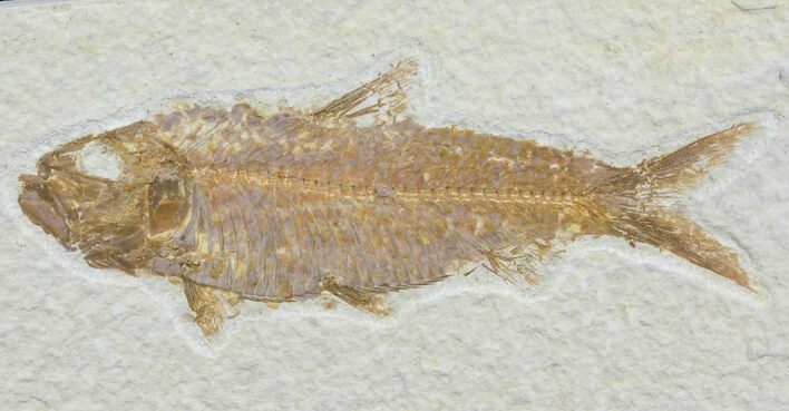 Detailed, Knightia Fossil Fish - Wyoming #78306